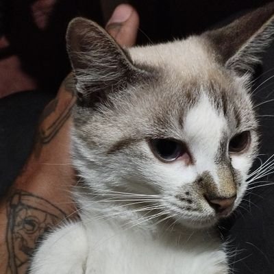 LeandroRedrot's profile picture. *nascemos pra vencer