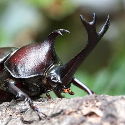 僕が飼っているカブトムシのつぶやきです。