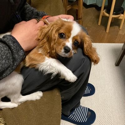 ryotalow71's profile picture. 会社員/サバゲー/vape/rock254/アサルト/akagi357/h.e.a.d.s川越/glock17/g&g sr30/ca870/東京マルイcqb-r block1/キャバリア