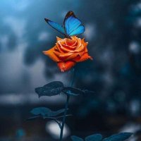 د.وفاء خضير 🌼Wafa Khudier (@wafaak_89) Twitter profile photo