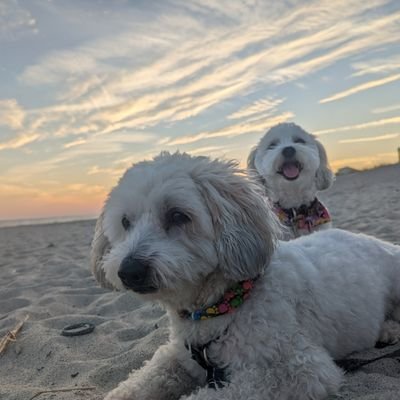 snggglbnnny's profile picture. 