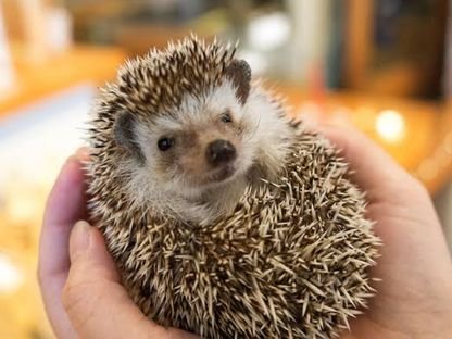 harinezumi357's profile picture. 毎日を大切に生きよう。生きてりゃなんとかなるさ。ねばねばしぶとく頑張らねばねば。