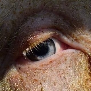 🐷🐮🐔🐘🐬🐒😺🐾🐶　動物愛護　反動物虐待　Noワクチン　
Eri氏応援　SAVE ANIMAL　真如苑退会支援　真如苑PTSDうつ病　宗教トラウマ症候群イエス・キリスト☦