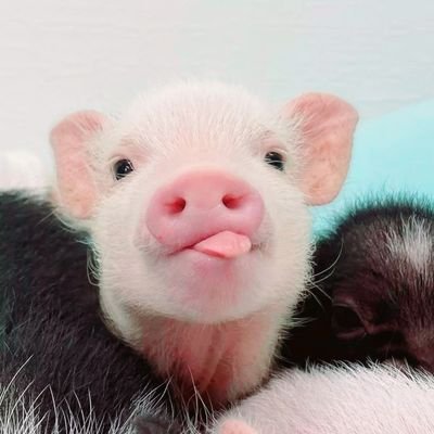 Pigsingさんのプロフィール画像