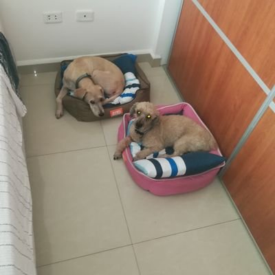 doc_anest's profile picture. Anest, fut y com...