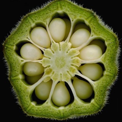 FriendlyOkra's profile picture. I'm just your friendly, neighboorhood Okra. Hi.