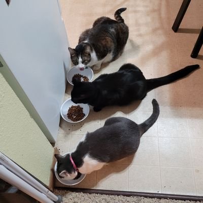 Emrldize's profile picture. 