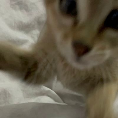 I like cats , computers and ctf’s | Captain @thehackerscrew1 | Slutt datafag