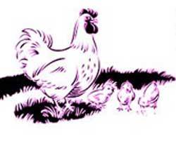 REGENCYPOULTRY's profile picture. UK suppliers of poultry equipment for the back garden hen keeper