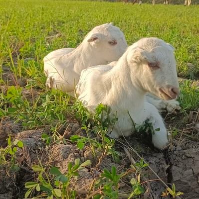 پاکستان کی آخری امید عمران خان صاحب ،❤️ #امپورٹڈ_حکومت_نامنظور 
welcome to Khyber Goat Farm ❤️