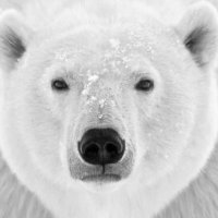 💧🐻‍❄️AquaPandie (@zoospacer) 's Twitter Profile