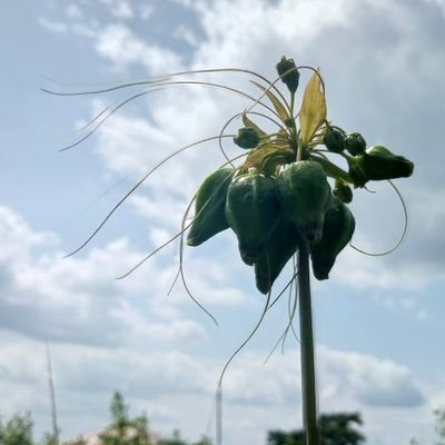 Dejiano560's profile picture. Simple minded,no violence