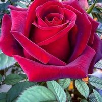 SATYA SAI RAM (@amrithammmk) 's Twitter Profile