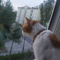 Raskolnikov (@ramizm_) 's Twitter Profile