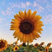 Loni Stein (@mrssteinewsd) 's Twitter Profile Photo Loni Stein (@mrssteinewsd) 's Twitter Profile Photo