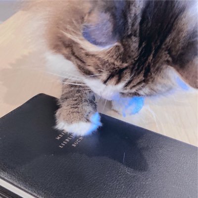 nico_bookstore's profile picture. すき:読書/猫/おうち/カメラ/イラスト/ラーメン/カフェラテ/櫻坂46 / ハンギョドン / おでかけ子ザメ