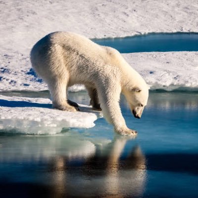 kutupayisi7beni's profile picture. Merhaba ben kutup.