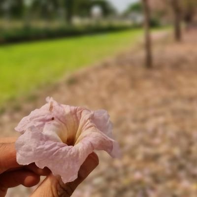 NanaNuntiya's profile picture. 