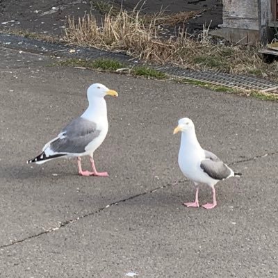 黒猫と暮らす道東居住5年目男性。CVは塩沢兼人さんか藤原啓治さんに頼みたい。猫やドライブや自転車や釣り、美味しいものや綺麗なものや酒、アニメや漫画や音楽や野球とくに鯉が好き。誹謗中傷や汚い言葉や攻撃的な人やネガが苦手。中の人は老人です。