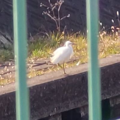 nana_shidare's profile picture. 絵が上手くなりたい