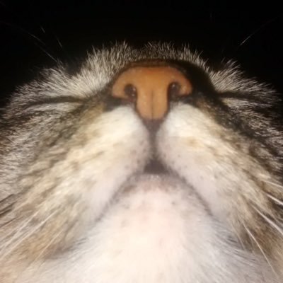 ansiejade's profile picture. engenheira química que quer ser engenheira de petróleo na Petrobras e que faz crochêzinhos