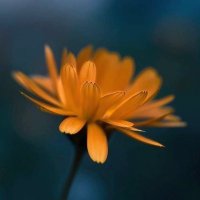 فحل زاير الغربية (@sswn58833) Twitter profile photo