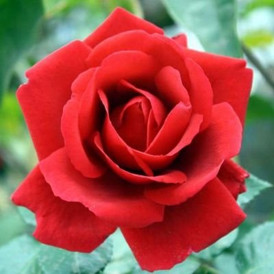 serafina36761's profile picture. #MuhammadQasimdream'swillcometrue