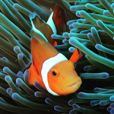 OverOvertoyou's profile picture. 社会福祉士／保育士／介護福祉士。社会福祉士基礎研修Ⅱ受講中。趣味は読書や洋裁、ダイビングと色々。毎年２回、沖縄に行くPADIダイブマスター。毎月ウクライナ🇺🇦支援。カンボジア🇰🇭のチャイルド支援。WWF会員。保護猫支援。@i64564