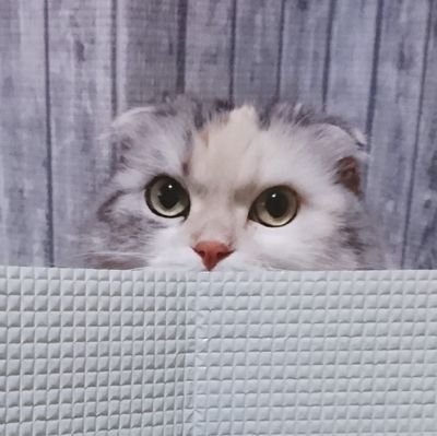 up2990cat's profile picture. 猫大好き✨
お笑い 都市伝説 オカルト好き✨
基本DMはしていません。画像は現在も過去も出てきます✨
