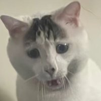 JOY (@joy_hypecat) 's Twitter Profile Photo JOY (@joy_hypecat) 's Twitter Profile Photo