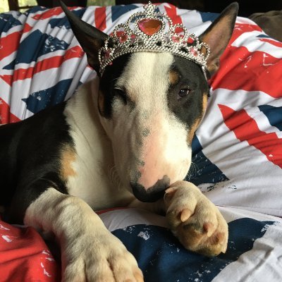 I am an English Bull Terrier with Royal Heritage