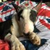 RegalPuppynessQueenie 🇦🇺🇬🇧👑👑👑👑 (@queenieregalpup) Twitter profile photo RegalPuppynessQueenie 🇦🇺🇬🇧👑👑👑👑 (@queenieregalpup) Twitter profile photo