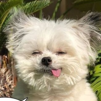 qjemfskan's profile picture. 