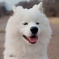 さちきさんと一緒に(@samoyed_sachiki) 's Twitter Profile Photo