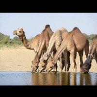 عثمان عبدالله (سوداني ) (@tmn46288577) 's Twitter Profile