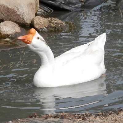 としひこさんのプロフィール画像