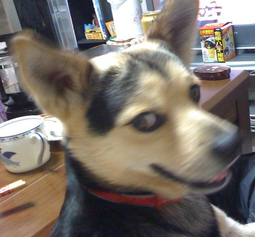 Takachun's profile picture. 好きなもの：小さくてかわいいもの　何気ない幸せ　Fishmans