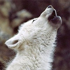 soryandum's profile picture. 