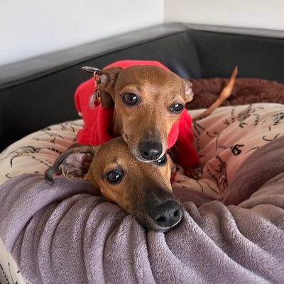 In Yokohama with my family and two Italian Greyhounds, Mirai & Arata — living life with love for architecture