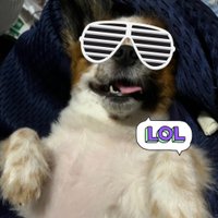 のらち (@nora_chihuahua) 's Twitter Profile
