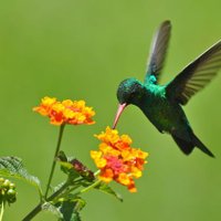 amor de picaflor 🌸🌺 (@amordeordenador) 's Twitter Profile Photo