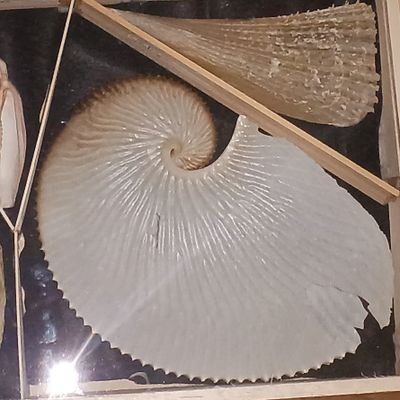 tomokumi5525's profile picture. ビーチコーミング 貝殻採集にはまって、早6年❗ 情報交換や貝殻お友だちが欲しくて、ツイッター始めました～！ あちこちで貝殻拾いしてま～す！