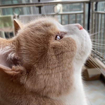 Liuyu801's profile picture. The Little Lion Living in God's Grace