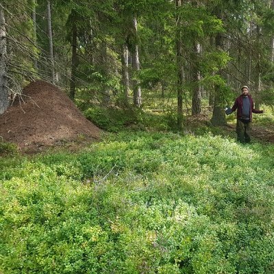 Formica_suecica's profile picture. Myrmecologist, phd-student.