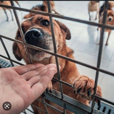 Ayudo a la adopción de perros y gatos !! (España) • Tu ayuda es vital • Adopta o comparte