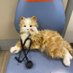 Chester the glos ED cat (@chesterglosed) Twitter profile photo Chester the glos ED cat (@chesterglosed) Twitter profile photo