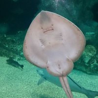 ナニカ♂︎@MADTOWNロスなう (@jyoseininaritai) 's Twitter Profile Photo