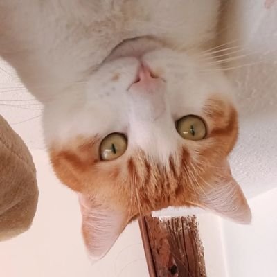 _leadya_'s profile picture. Mon insta c'est le même que mon nom twitter