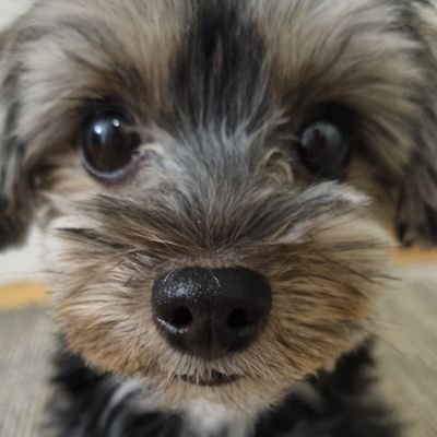 Meri_morkie's profile picture. 🐾