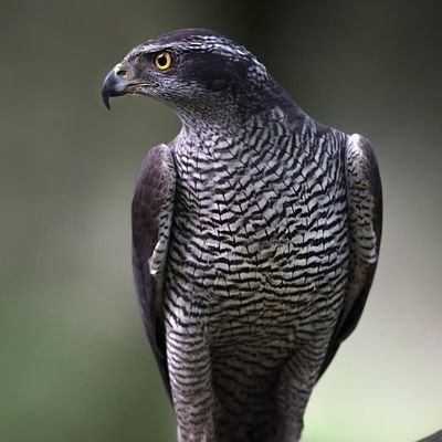 harshulsolanki3's profile picture. 